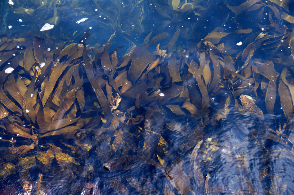 zeewier wakame in Ise-Shima TerraSana